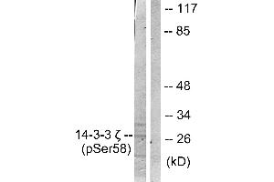 Western blot analysis of extracts from NIH/3T3 cells treated with UV (30mins), using 14-3-3 ζ (phospho-Ser58) antibody. (14-3-3 zeta Antikörper  (pSer58))
