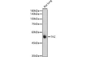 Western blot analysis of extracts of Rat lung, using TAZ antibody (ABIN6130800, ABIN6150278, ABIN6150279 and ABIN6224227) at 1:1000 dilution. (WWTR1 Antikörper  (AA 1-230))