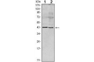 Western Blot showing Apoa5 antibody used against human serum (1) and Apoa5 recombinant protein (2). (APOA5 Antikörper)