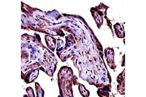 C9 antibody immunohistochemistry analysis in formalin fixed and paraffin embedded human placenta tissue.