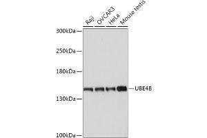 Western blot analysis of extracts of various cell lines, using UBE4B antibody (ABIN7271133) at 1:1000 dilution. (UBE4B Antikörper  (AA 130-250))