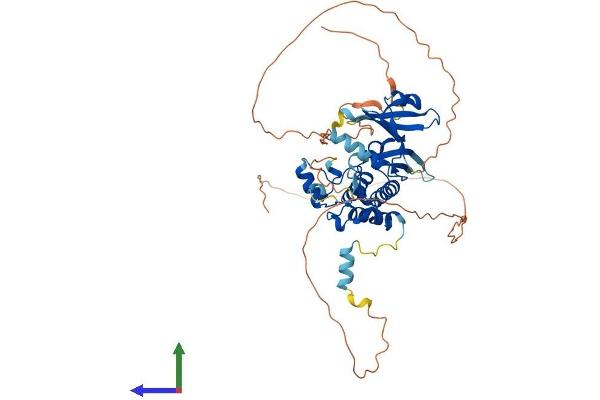 STK33 Protein (AA 1-514) (His tag)