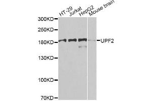 Western blot analysis of extracts of various cell lines, using UPF2 antibody.