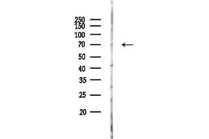 Western blot analysis of lysates from COLO205 cells(LPS 4h treatment), using BDP/ARIB Antibody at 1/1000 dilution.