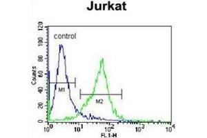 Flow cytometric analysis of Jurkat cells using GCLC / GLCLC Antibody (N-term) Cat. (GCLC Antikörper  (N-Term))