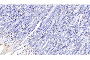 Detection of IL17 in Canine Small intestine Tissue using Polyclonal Antibody to Interleukin 17 (IL17) (IL-17 Antikörper  (AA 1-155))