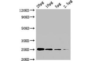 Western Blot Positive WB detected in: A549 whole cell lysate at 20 μg, 10 μg, 5 μg, 2.