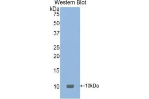 Western Blotting (WB) image for anti-Fibronectin Type III Domain Containing 5 (FNDC5) (AA 74-209) antibody (ABIN7439234)