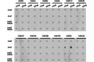 Dot-blot analysis of all sorts of methylation peptidesusing H4R3me1 antibody. (Histone 3 Antikörper  (meArg3))