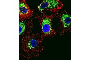 Fluorescent confocal image of MCF-7 cell stained with PTTG2 Antibody (Center) (ABIN1538490 and ABIN2848579). (PTTG2 Antikörper  (AA 56-84))