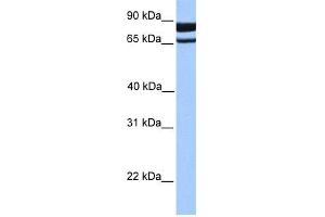 Image no. 1 for anti-phosphodiesterase 1C, Calmodulin-Dependent 70kDa (PDE1C) (N-Term) antibody (ABIN630963) (PDE1C Antikörper  (N-Term))