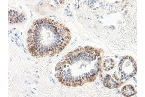 Formalin-Fixed Paraffin-Embedded Sections of Human normal breast in situ using Maspin Antibody Cat.