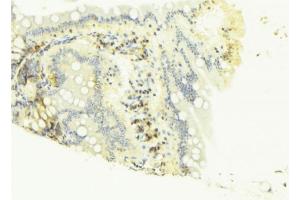 ABIN6268676 at 1/100 staining Mouse colon tissue by IHC-P. (Caspase 4 Antikörper  (Internal Region))