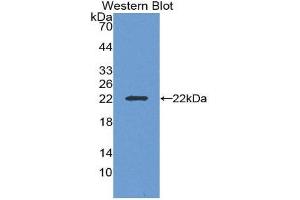 Western Blotting (WB) image for anti-Interleukin 19 (IL19) (AA 25-177) antibody (ABIN1868597) (IL-19 Antikörper  (AA 25-177))