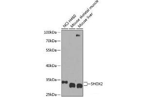 Western blot analysis of extracts of various cell lines using SHOX2 Polyclonal Antibody at dilution of 1:1000.