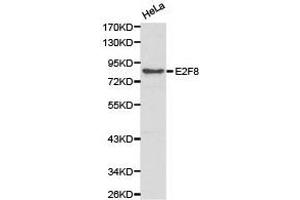 Western Blotting (WB) image for anti-E2F Transcription Factor 8 (E2F8) antibody (ABIN1872401)