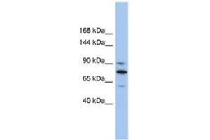 Image no. 1 for anti-Kinesin Family Member 23 (KIF23) (AA 539-588) antibody (ABIN6742419) (KIF23 Antikörper  (AA 539-588))