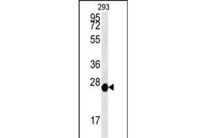PRDX6 Antibody (Center) (ABIN650765 and ABIN2839536) western blot analysis in 293 cell line lysates (35 μg/lane). (Peroxiredoxin 6 Antikörper  (AA 103-132))