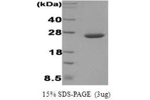 DsbC (AA 21-236) protein