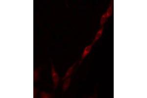 ABIN6275284 staining RAW264. (ME3 Antikörper  (C-Term))