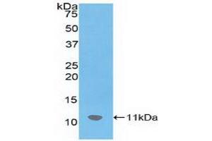 Western blot analysis of recombinant Mouse SDF1. (CXCL12 Antikörper  (AA 22-89))