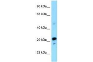 Image no. 1 for anti-Nuclear Receptor Binding Factor 2 (NRBF2) (N-Term) antibody (ABIN6748139) (NRBF2 Antikörper  (N-Term))
