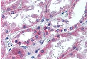 Human Kidney (formalin-fixed, paraffin-embedded) stained with ATG12 antibody ABIN305747 at 5 ug/ml followed by biotinylated goat anti-rabbit IgG secondary antibody ABIN481713, alkaline phosphatase-streptavidin and chromogen. (ATG12 Antikörper  (Internal Region))