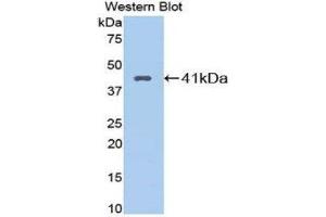 Western Blotting (WB) image for anti-Kininogen 1 (KNG1) (AA 22-379) antibody (ABIN1859566)