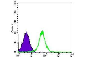 FC analysis of PC-2 cells using CDH2 antibody (green) and negative control (purple). (N-Cadherin Antikörper)