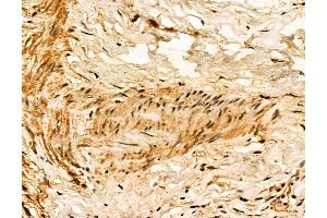 anti-LPO (Internal Region) antibody