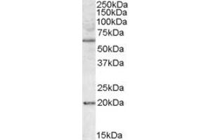 ABIN308469 (1µg/ml) staining of HEK293 lysate (35µg protein in RIPA buffer). (BAG4 Antikörper  (Internal Region))