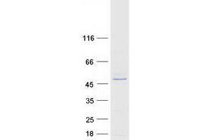 Western Blotting (WB) image for Tripartite Motif Containing 10 (TRIM10) (Transcript Variant 2) protein (Myc-DYKDDDDK Tag) (ABIN2734222)