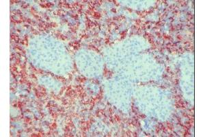 Image no. 1 for anti-Macrophages antibody (ABIN481657) (Macrophages Antikörper)