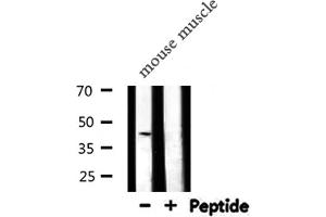 Western blot analysis of SERPINB5 expression in Mouse muscle lysate (SERPINB5 Antikörper  (Internal Region))