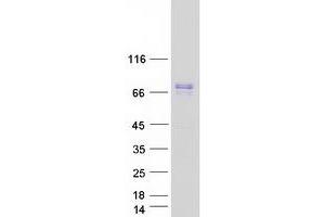 Validation with Western Blot (PTPN5 Protein (Transcript Variant 1) (Myc-DYKDDDDK Tag))