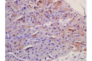 Formalin-fixed and paraffin embedded mouse pancreas labeled with Anti-Frizzled 5/8 Polyclonal Antibody, Unconjugated  at 1:200 followed by conjugation to the secondary antibody and DAB staining. (Frizzled5/8 Antikörper  (AA 51-150))