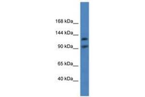 Image no. 1 for anti-Lon Peptidase 2, Peroxisomal (LONP2) (AA 570-619) antibody (ABIN6746869) (LONP2 Antikörper  (AA 570-619))