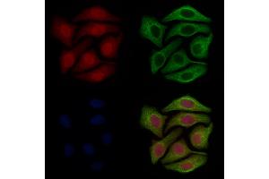 ABIN7093880 and ABIN7097923 staining Hela cells by IF/ICC. (Glutaredoxin 2 Antikörper  (Internal Region))