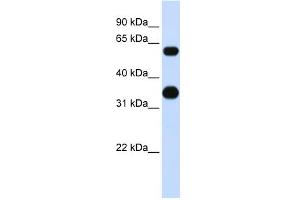 WB Suggested Anti-CEBPA Antibody Titration: 0. (CEBPA Antikörper  (Middle Region))