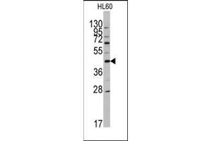 Western blot analysis of anti-APOA5 Antibody (N-term) in HL60 cell line lysates (35ug/lane).
