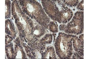 Image no. 2 for anti-Platelet/endothelial Cell Adhesion Molecule (PECAM1) antibody (ABIN1497247) (CD31 Antikörper)