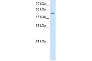 WB Suggested Anti-NR1H2 Antibody Titration:  1. (NR1H2 Antikörper  (Middle Region))