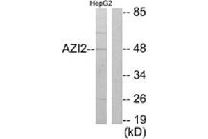 Western blot analysis of extracts from HepG2 cells, using AZI2 Antibody.