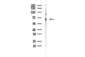 Western blot analysis of lysates from F10-LUC cells(heat-shock 45 min treatment), using Phospho-Tau (Thr231)[Thr548] Antibody at 1/1000 dilution.