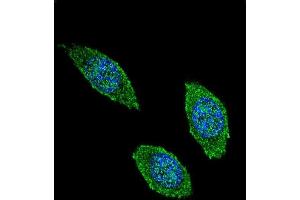 Confocal immunofluorescent analysis of CSF2 Antibody (Center) (ABIN654647 and ABIN2844343) with 293 cell followed by Alexa Fluor 488-conjugated goat anti-rabbit lgG (green).