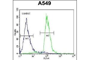 C12orf48 Antibody (C-term) (ABIN654041 and ABIN2843950) flow cytometric analysis of A549 cells (right histogram) compared to a negative control cell (left histogram). (PARPBP Antikörper  (C-Term))