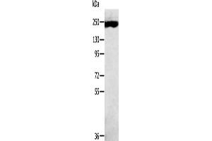 Gel: 6 % SDS-PAGE, Lysate: 40 μg, Lane: K562 cells, Primary antibody: ABIN7191442(MED13 Antibody) at dilution 1/300, Secondary antibody: Goat anti rabbit IgG at 1/8000 dilution, Exposure time: 10 minutes (MED13 Antikörper)