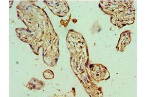 Immunohistochemistry (IHC) image for anti-Protein BANP (BANP) (AA 1-260) antibody (ABIN7165122)