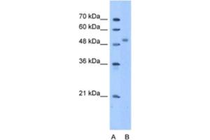 Western Blotting (WB) image for anti-Zinc Finger Protein 763 (ZNF763) antibody (ABIN2463332) (ZNF763 Antikörper)