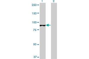 Western Blot analysis of TAF1C expression in transfected 293T cell line by TAF1C monoclonal antibody (M02), clone 3E6. (TAF1C Antikörper  (AA 761-869))
